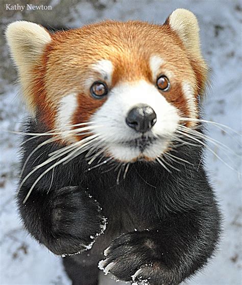 Cincinnati Zoo On Twitter In 2015 Keepers Found Our Red Pandas
