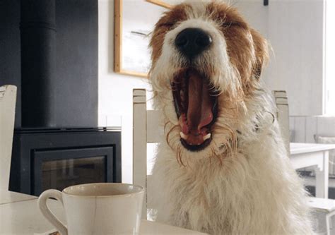 11 Fun Items For Coffee Lovers Obsessed With Dogs Barkpost