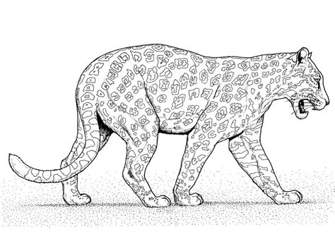 Dibujos De Jaguar 10 Para Colorear Para Colorear Pintar E Imprimir