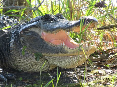 American Alligator Alligator Mississippiensis American A Flickr