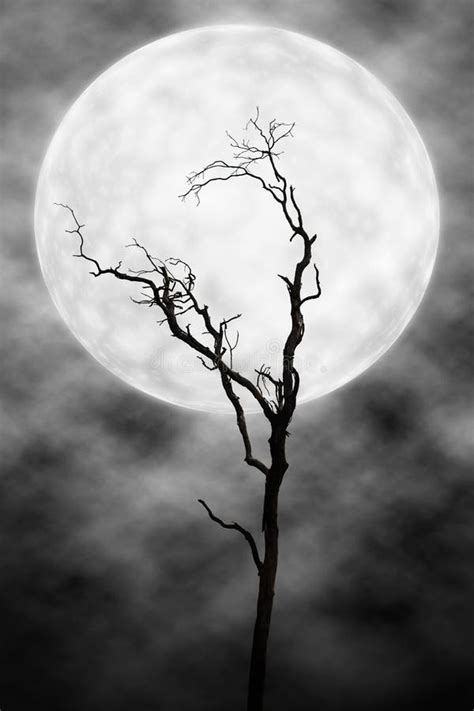 Trees And Moon Scary Night Stock Photo Image Of Close Moon 95279030