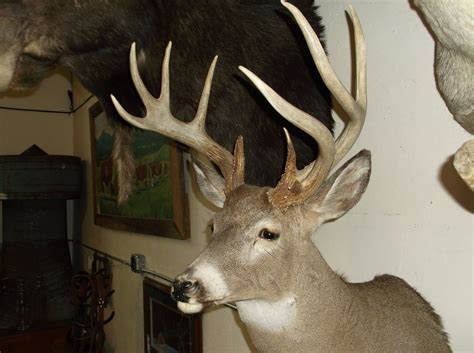 Non Typical Whitetail Mount Very Heavy Upper 140s Class Buck