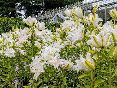 My White Lily Garden The Martha Stewart Blog
