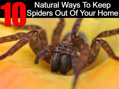 The Best Natural Ways To Keep Spiders Away