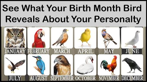 See What Your Birth Month Bird Reveals About Your Personalty Lolzplus