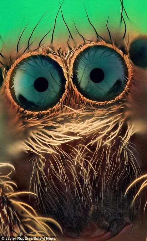 Eerie Close Up Photos Of Jumping Spiders Eyes Will Send You Running