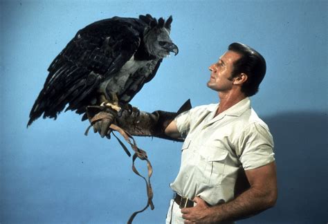 Harpy Eagle Humanforscale With Images