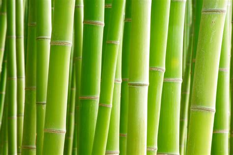Bamboo 4k Ultra Hd Wallpaper And Background Image 3872x2592 Id592201