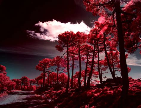 How To Shoot Infrared Photography