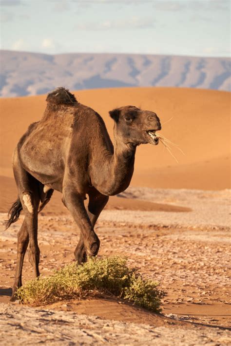 Das dromedar (camelus dromedarius), auch als einhöckriges oder arabisches kamel bezeichnet, ist eine säugetierart aus der gattung der altweltkamele innerhalb der familie der kamele (camelidae). Dromedar Steckbrief - Aussehen, Zuchtrassen ...