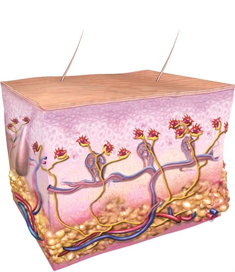 They are abundant in highly sensitive skin like that of the fingertips in humans, and make synaptic contacts with somatosensory afferent nerve fibers. Merkel Cell Carcinoma - The Skin Cancer Foundation