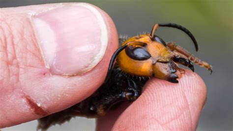 Murder Hornets Nypd Beekeeping Unit Prepares For Asian Giant Hornets