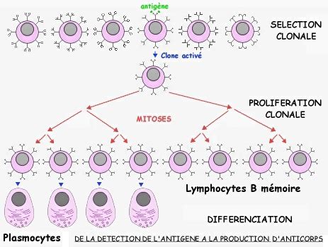 Les antigènes et les anticorps Processus immunitaires
