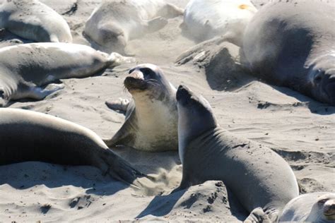 Free Picture Northern Elephant Seal Colony Beach Marine Mammals