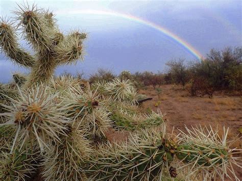 sonoran desert | Tumblr | Desert plants landscaping, Desert botanical garden phoenix, Sonoran desert