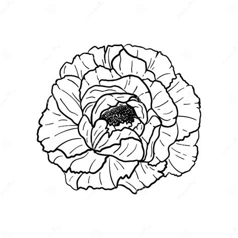 Hand Drawn Peony Flower Isolated On White Background Decorative Vector