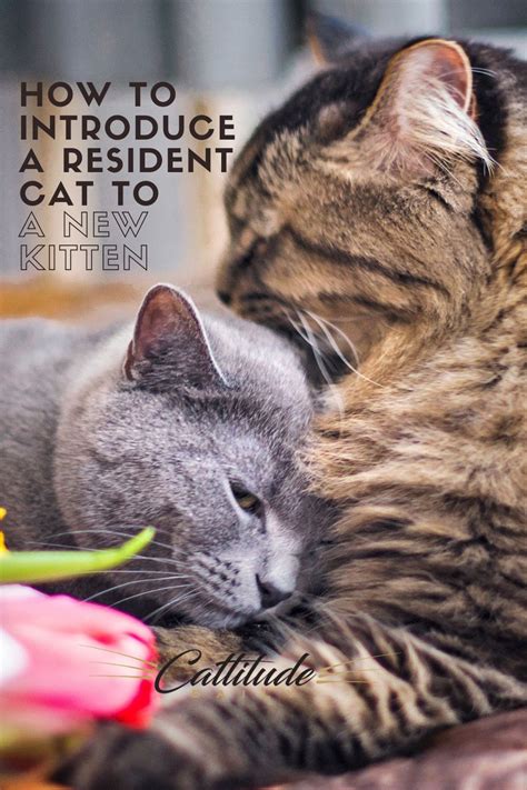 How To Introduce Your Resident Cat To A New Kitten Cats Getting A