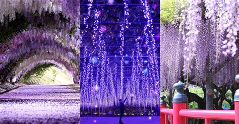 5 Places In Japan To Visit For A Breathtaking Experience Of Wisteria