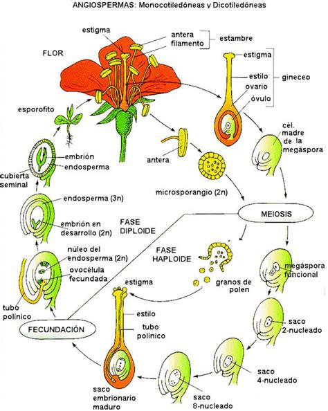 Ciclo Del Desarrollo De Las Angiospermas La Guía De Biología