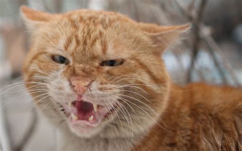 100 Free Angry Cat And Angry Images Pixabay