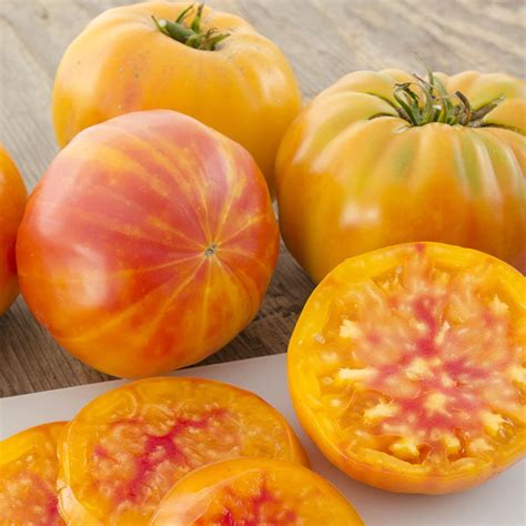 Huge Rainbow Beefsteak Tomato 2lb Heirloom 30 Seeds Premium Etsyde