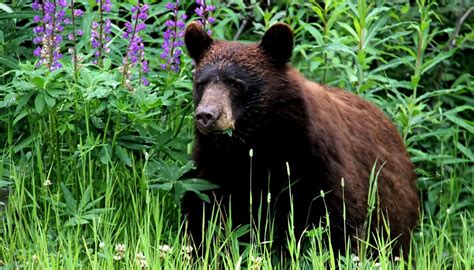 Be Bear Aware How To Live Amongst Bears And Keep Them Safe