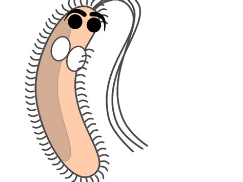 Modified Funny Bacteria Clip Art At Vector Clip Art Online