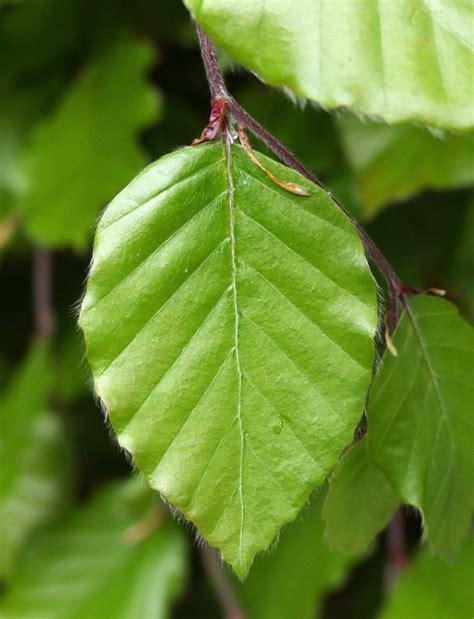 Beech Hedge Leaf Close Up Beech Tree Leaves Leaf Photography Garden