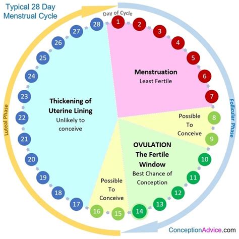 Is It Normal For A Menstrual Cycle To Change From 28 To 23 Or 24 Days