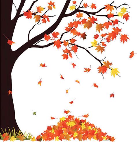 Autumn Tree And Pile Of Leaves Illustrations Royalty Free Vector