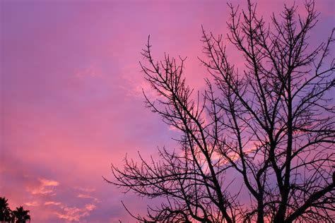 Free Images Tree Branch Cloud Sunrise Sunset Dawn Atmosphere