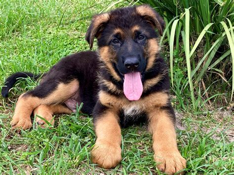 German Shepherd Pedigree Purebred Puppies For Sale Brisbane