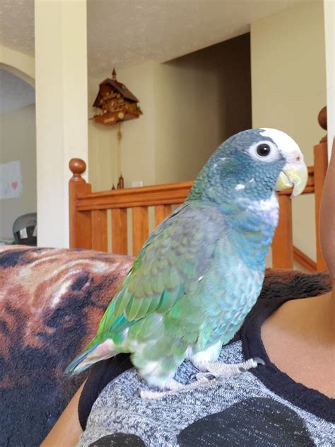 Search by zip code or browse by city. Pionus Parrot Birds For Sale | Ball Ground, GA #300064