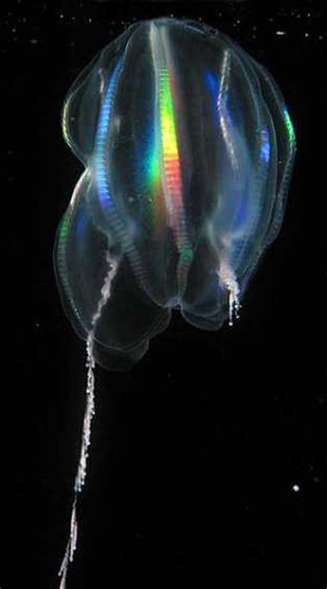 Bioluminescence 9 Incredible Glowing Sea Creatures