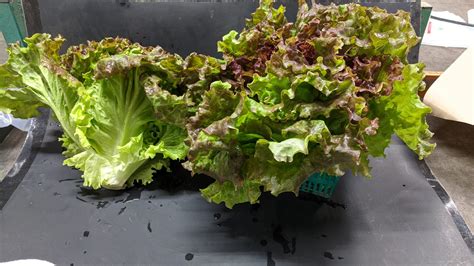 Red Leaf Lettuce Fleetwood Farms Fresh Ontario Apples And