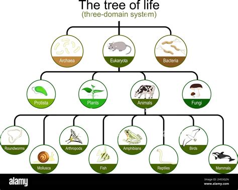 Taxonomía Clasificación Del árbol De La Vida Sistema De Tres Dominios