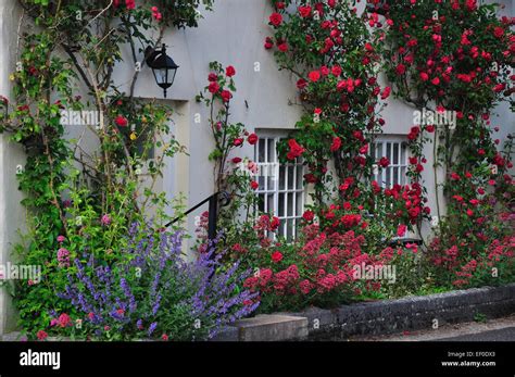 Roses Around The Door Hi Res Stock Photography And Images Alamy