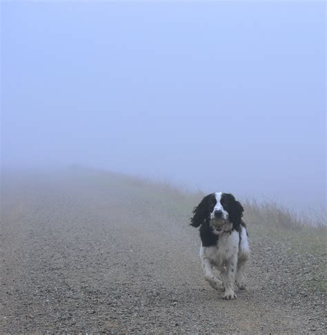Dog In The Fog Fetch Eric Sonstroem Flickr