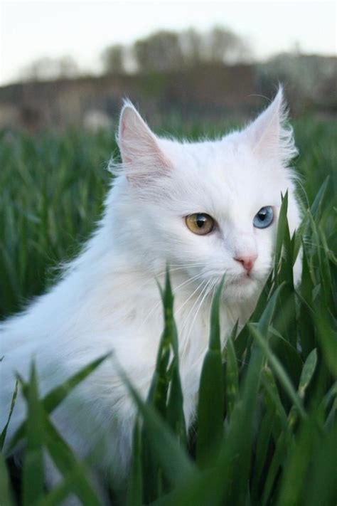 Turkish Angora The Amazing One Cat By Pets Planet Angora Cats