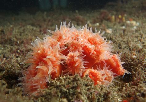 Carnivore Orange Cup Coral Tubastraea Coccinea Marin Flickr