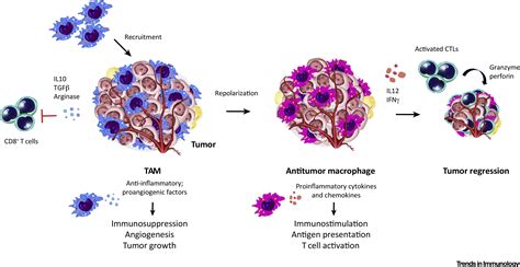 Targeting Tumor Associated Macrophages In Cancer Trends In Immunology