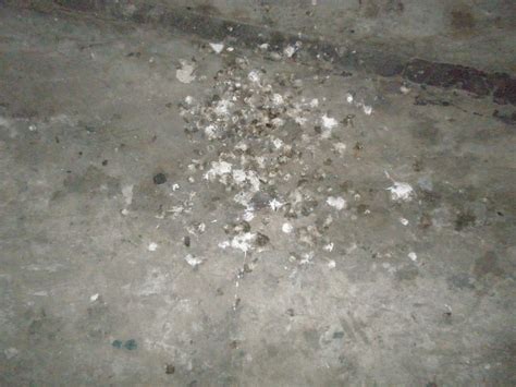 Mengembeleng tenaga atau mengembleng tenaga. Burung Layang-Layang: Mengenal Pasti Walit Sudah Menginap ...