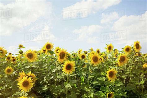 Field Of Sunflowers Under A Cloudy Sky Stock Photo Dissolve
