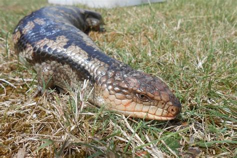 Two Headed Blue Tongue Lizard Handed To Nsw Reptile Park Abc News