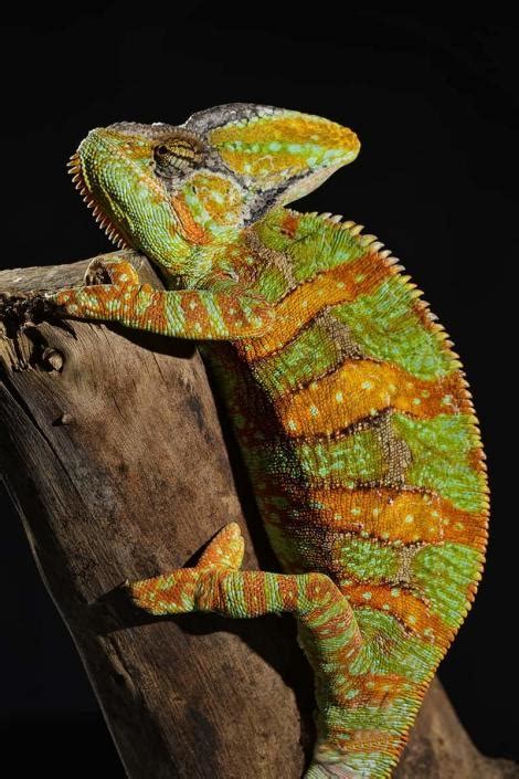 Veiled Chameleon Habitats For Sale Cb Reptile Geckos For Sale