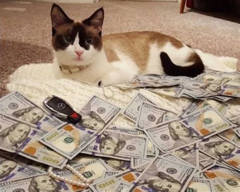 Cats And Money 30 Pics