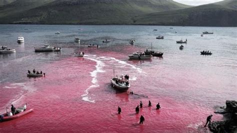 It has been practiced in the faroe islands in the north atlantic since about the time of the first norsemen settled there which is approximately the 9th century. TRANSCEND MEDIA SERVICE » Gruesome Pic Shows Mass ...