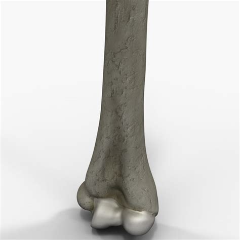 Bones 3d model, formats include fbx, tga, anatomy body bone bones character, ready for 3d animation and other 3d projects. humerus bone 3d model