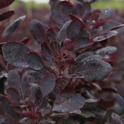 A dwarf form of the beloved royal purple' cultivar, perfectly proportioned for smaller gardens. Cotinus coggygria 'Lilla' plants | Thompson & Morgan