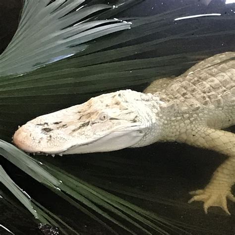 Albino Alligators — The House Of Good Fortune